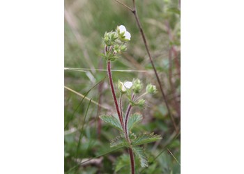 Stein-Fingerkraut (Drymocallis rupestris) - © Philipp Sengl